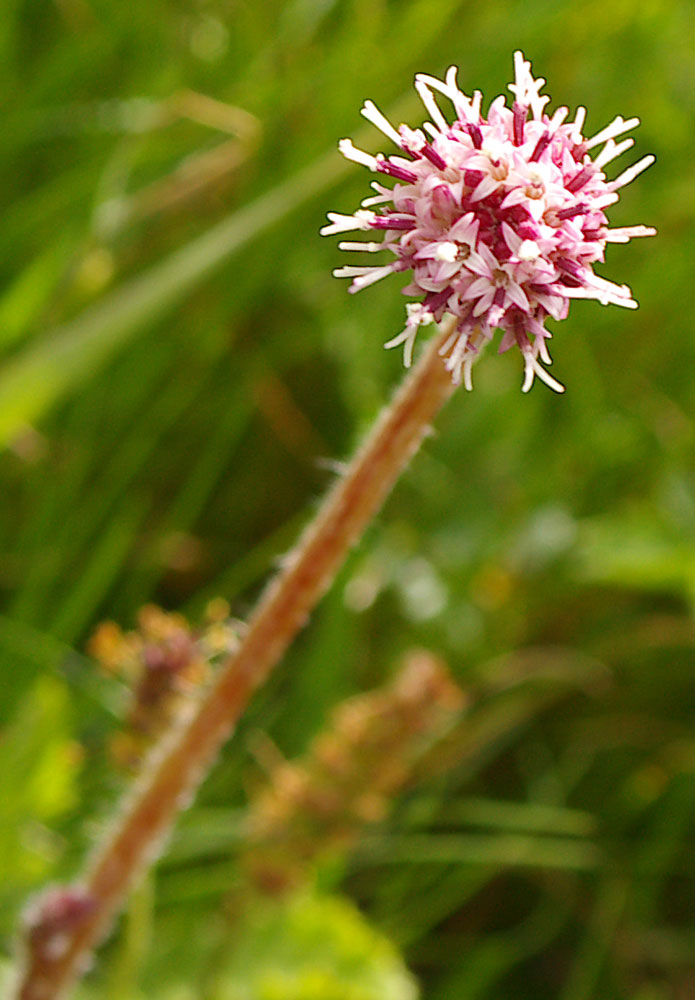 Homogyne alpina / Omogine alpestre